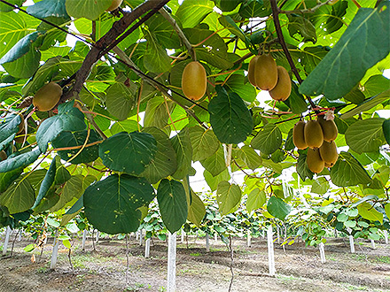 开云网页版基地展示三