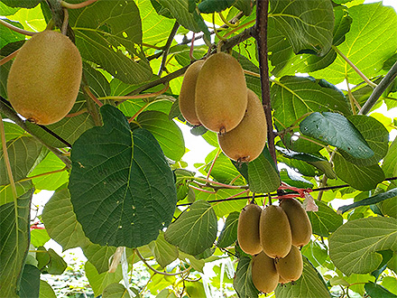 开云网页版基地展示四