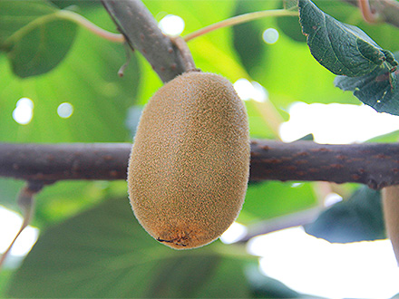 开云网页版基地展示二