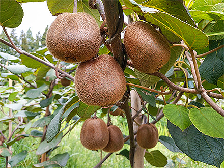 开云网页版基地展示六